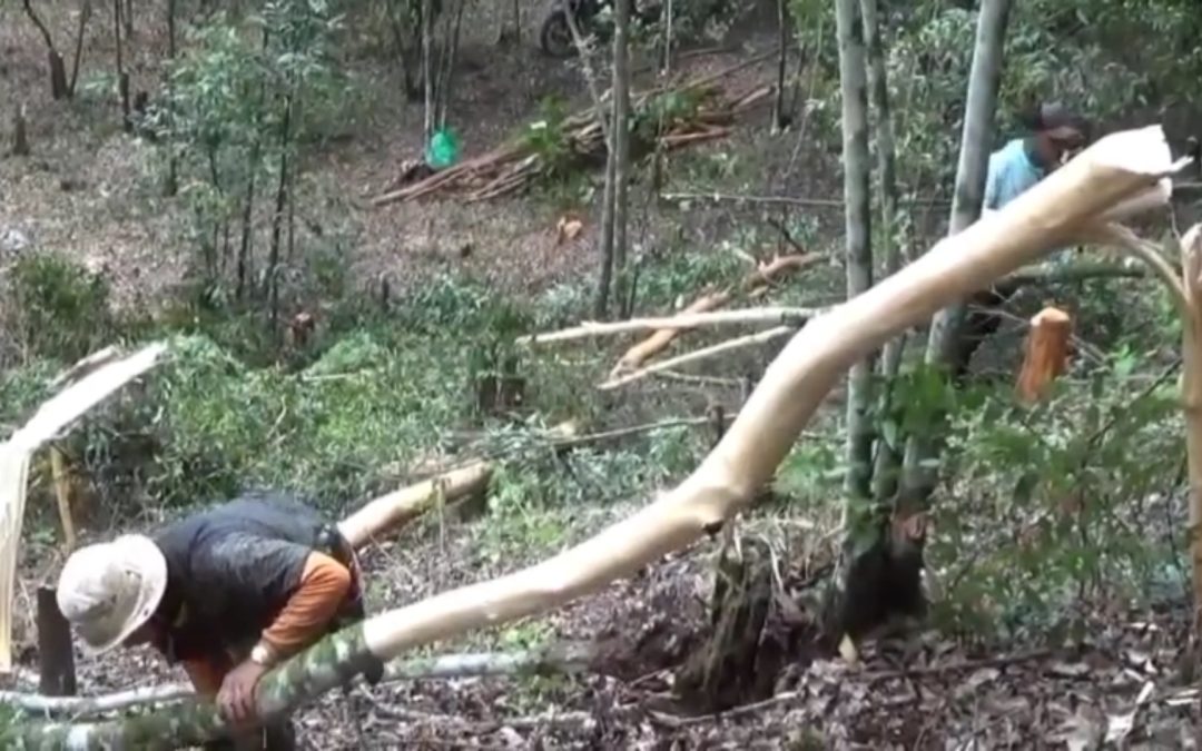 PETANI KULIT KAYU MANIS DI KERINCI SAMBUT BAIK HILIRISASI UNTUK DONGKRAK HARGA JUAL