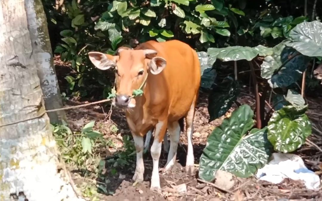 WARGA SRAGI JADI TERSANGKA KORUPSI SAPI