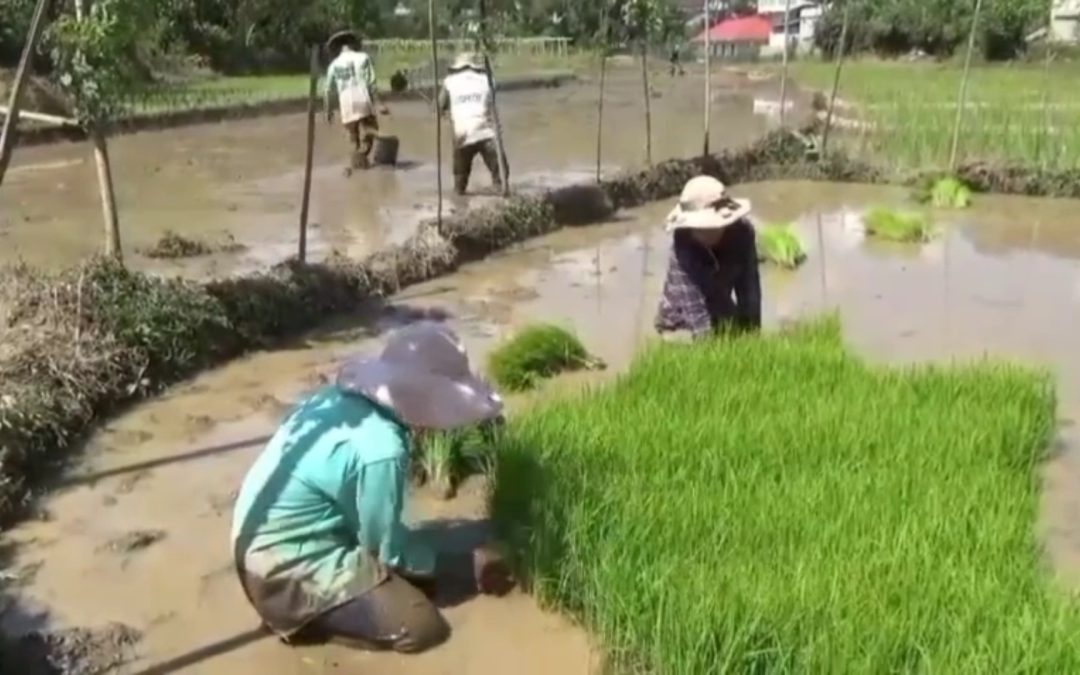 PETANI DI KERINCI SEDOT AIR SUNGAI MENGAIRI SAWAH AKIBAT IRIGASI PUTUS
